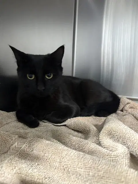 Jasmin - Domestic Short Hair