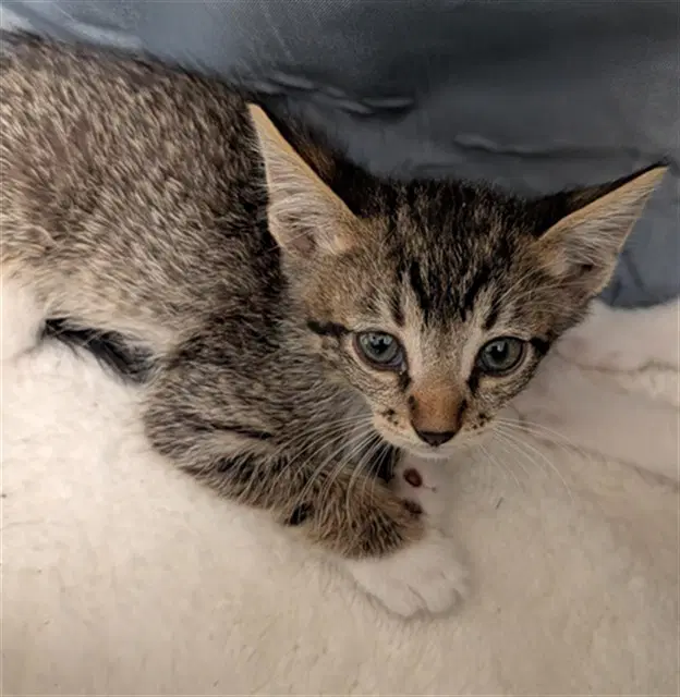 Pepper Jack - Domestic Short Hair