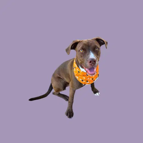 Tiny Tina - Pit Bull Terrier