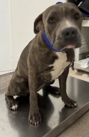 Rose - Pit Bull Terrier