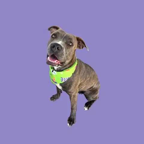 Rose - Pit Bull Terrier