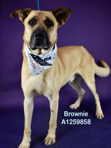 *BROWNIE