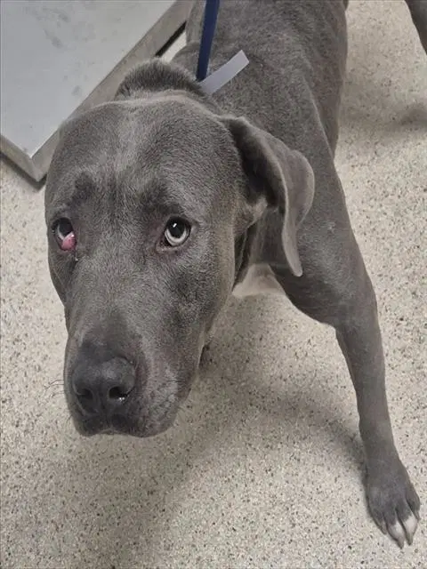 Curly Bill - Pit Bull Terrier