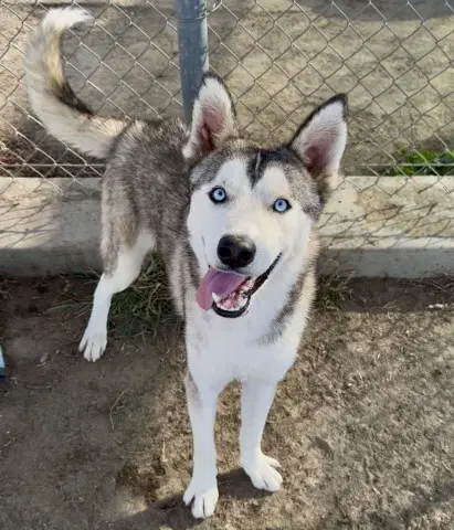 Pavarotti - Siberian Husky