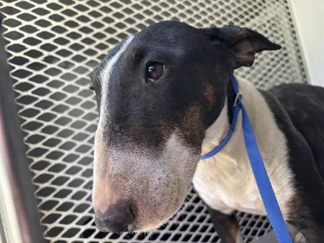 Lilith - Bull Terrier