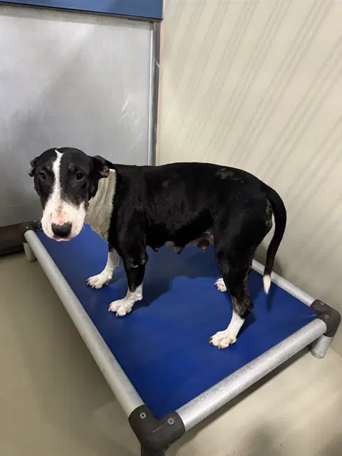 Lilith - Bull Terrier