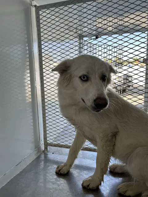 Ember - Siberian Husky