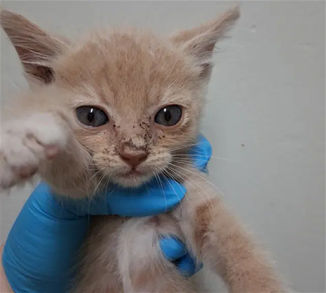 Parker - Domestic Short Hair