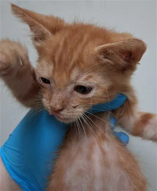 Tim - Domestic Short Hair