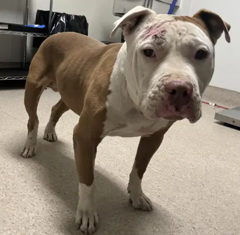 Toodles - Pit Bull Terrier