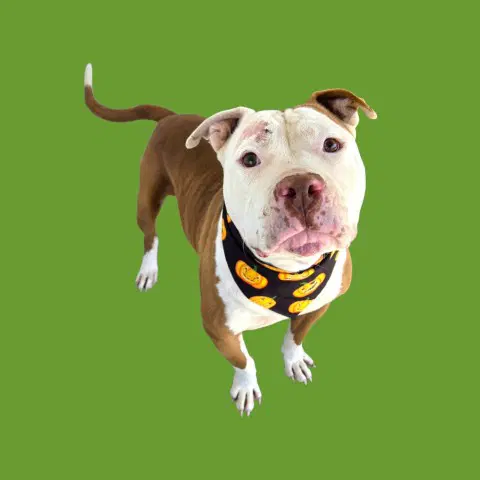 Toodles - Pit Bull Terrier