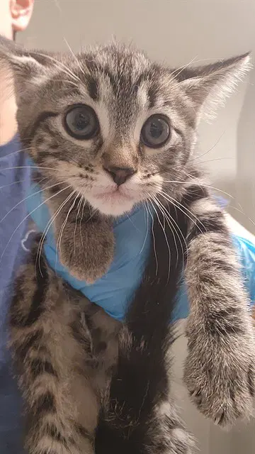 Sally - Domestic Short Hair