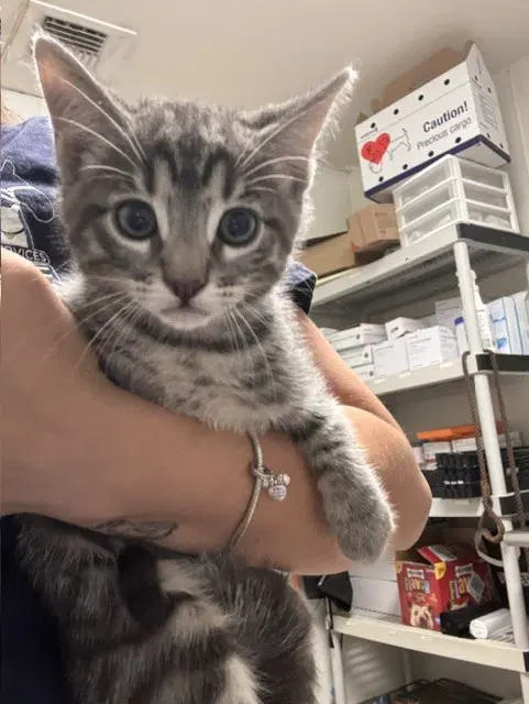 Mike - Domestic Short Hair