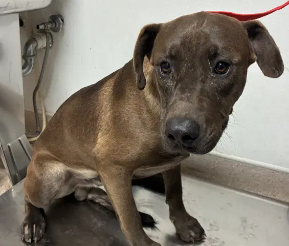 Brownie - Pit Bull Terrier