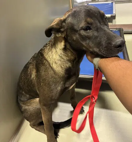 Sadie - Pit Bull Terrier