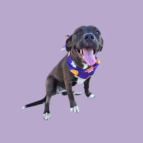 Happy - Pit Bull Terrier
