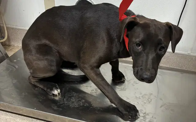 Star - Pit Bull Terrier