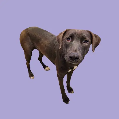 Star - Pit Bull Terrier