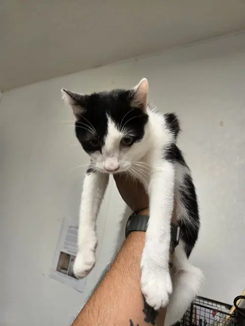 Balm - Domestic Short Hair