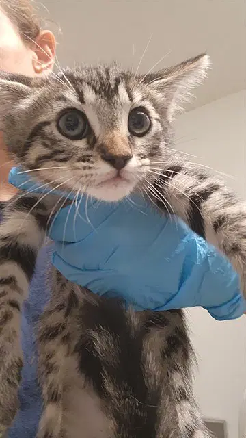 Jack Skellington - Domestic Short Hair