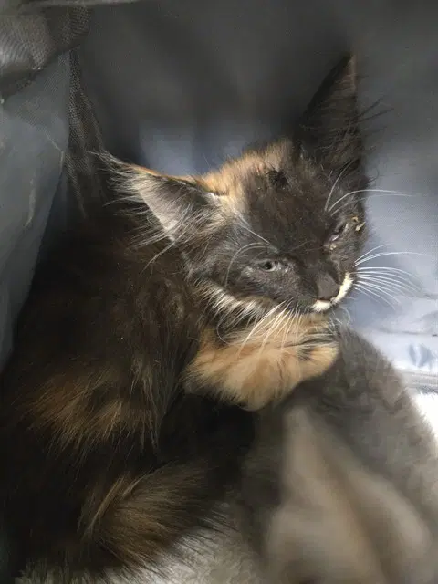 Unknown - Domestic Short Hair