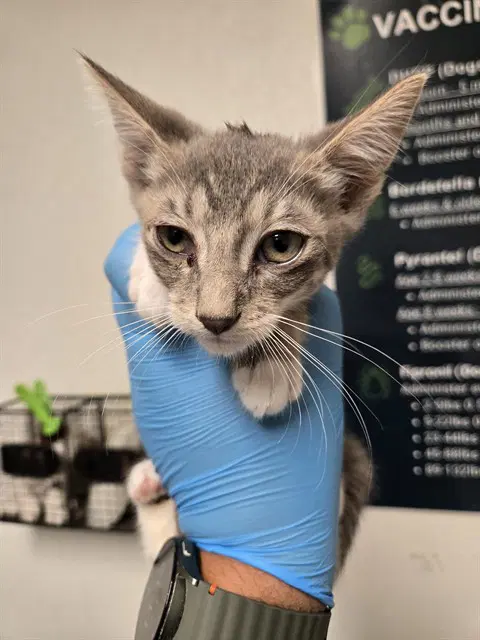 Unknown - Domestic Short Hair