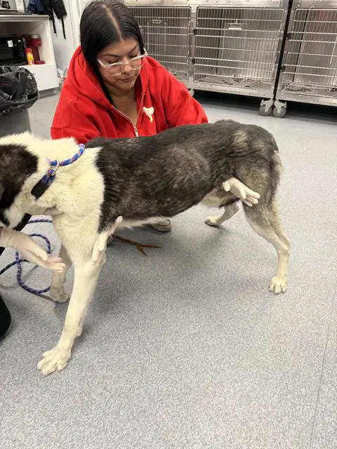 Kiki - Siberian Husky