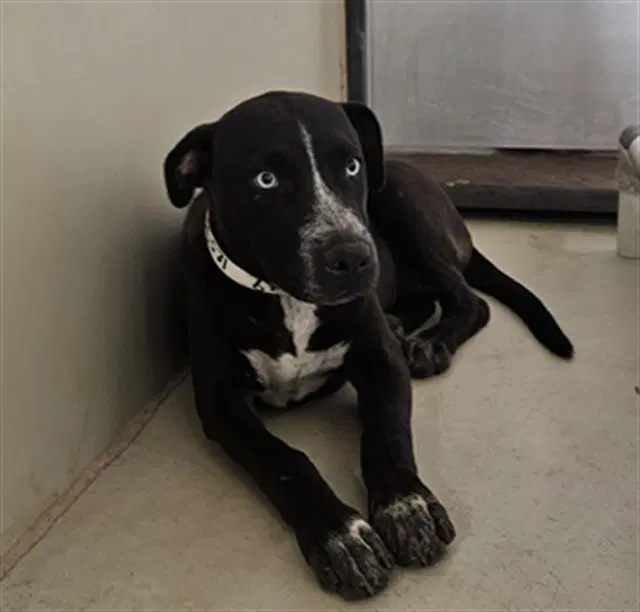 Mel - Pit Bull Terrier
