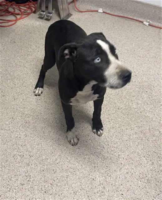 Dana - Pit Bull Terrier
