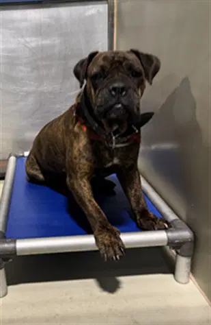 Petunia - Mastiff