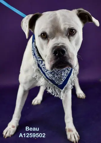 Beau - Pit Bull Terrier