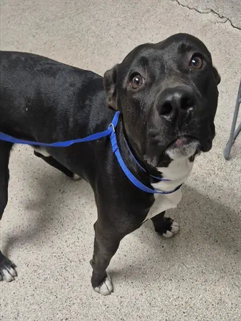 Midnight - Pit Bull Terrier
