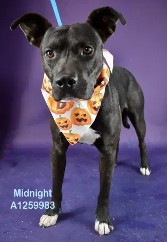 Midnight - Pit Bull Terrier