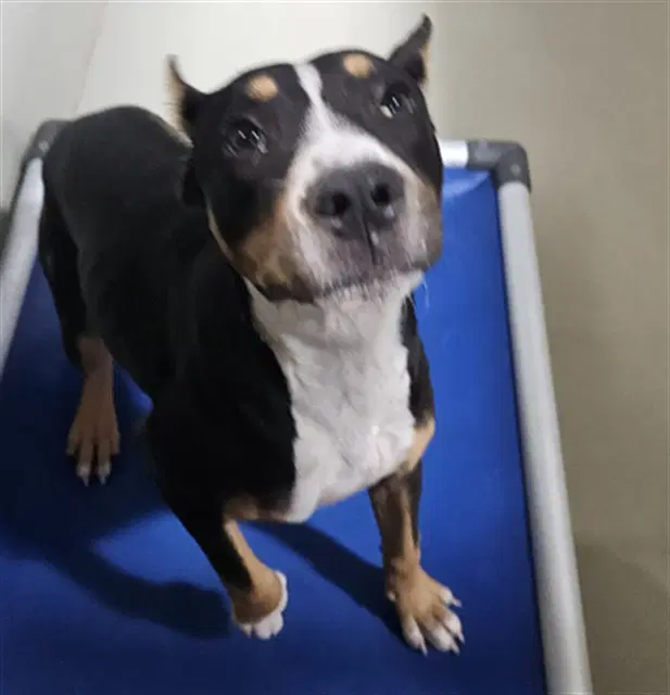 Tulip - Pit Bull Terrier