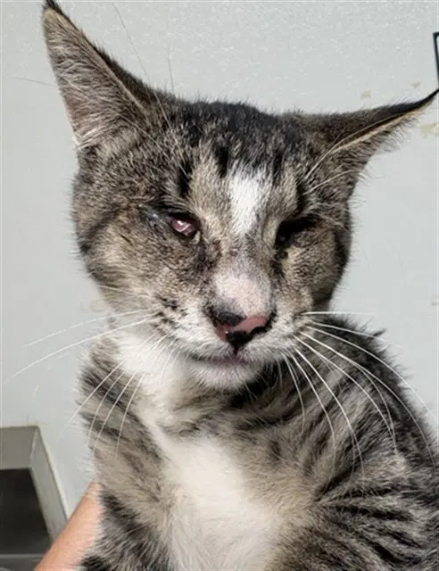 William - Domestic Short Hair