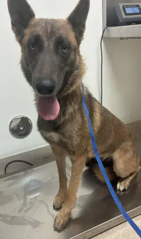 Unknown - Belgian Shepherd Malinois