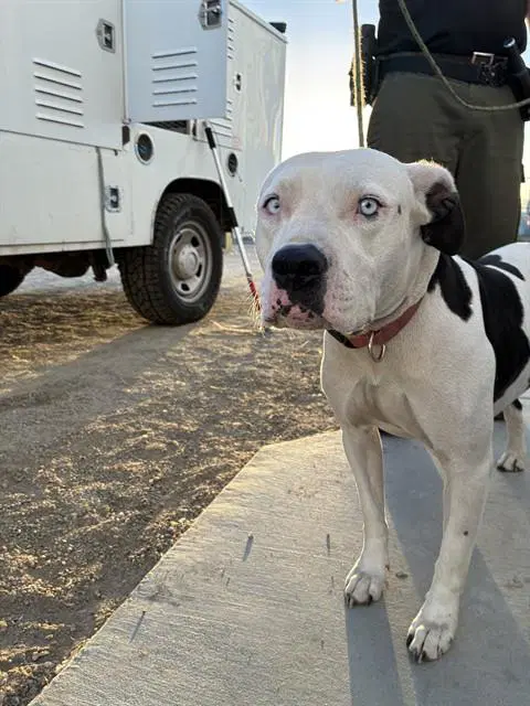 Rachet - Pit Bull Terrier