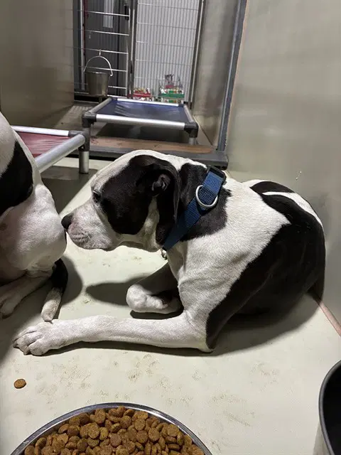 Moo Cow - Pit Bull Terrier