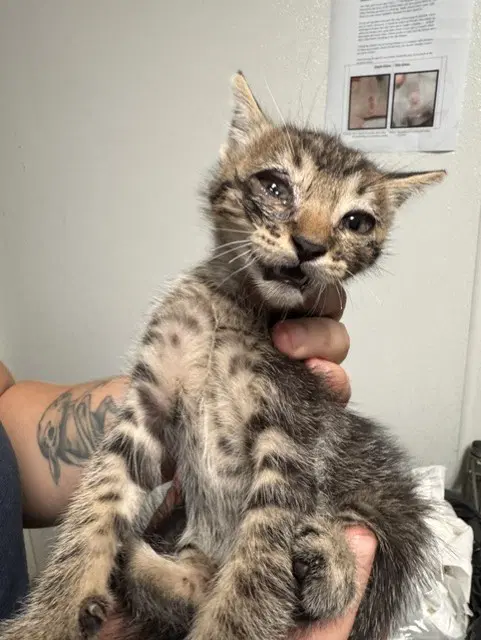 Chad - Domestic Short Hair