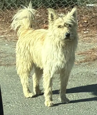Skippy - Scottish Terrier Scottie