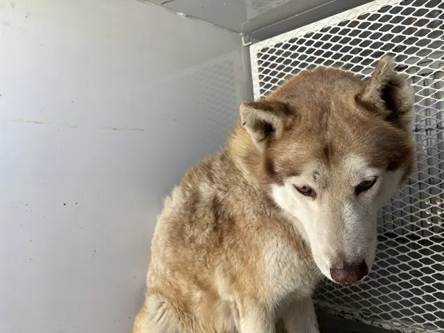 Wolf Man - Husky