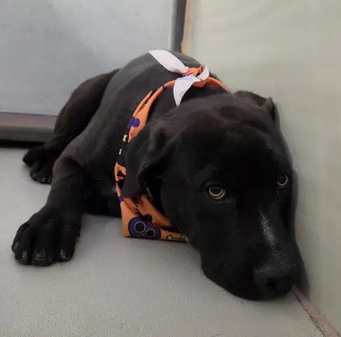 Tiny - Pit Bull Terrier