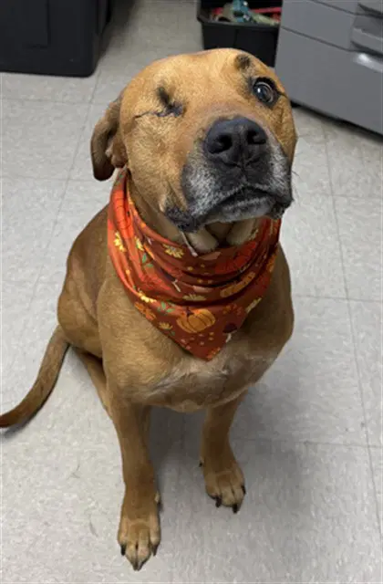 Captain Milo - Pit Bull Terrier