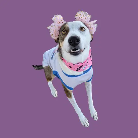 Lilly - Border Collie
