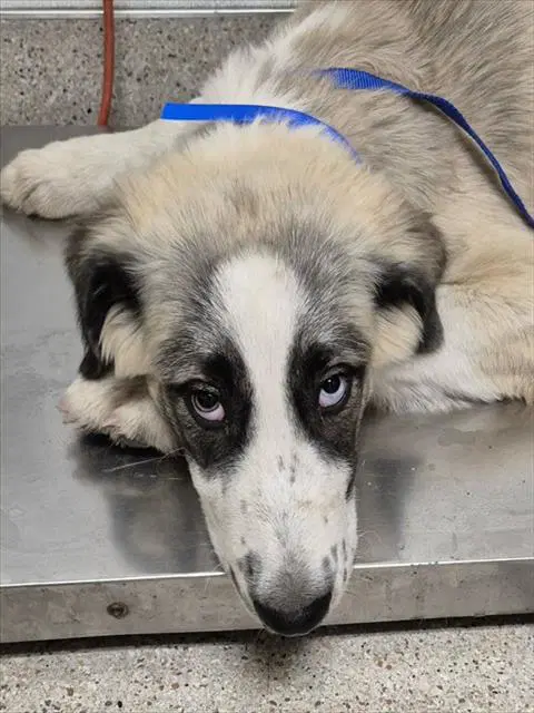 Joe - Anatolian Shepherd