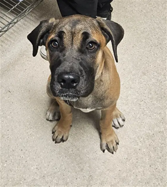 Brienne - Mastiff