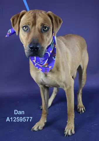 Dan - Rhodesian Ridgeback
