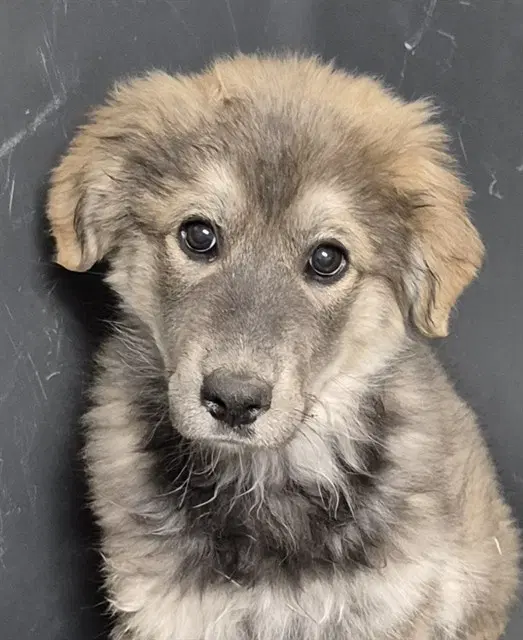 Minnie - Labrador Retriever