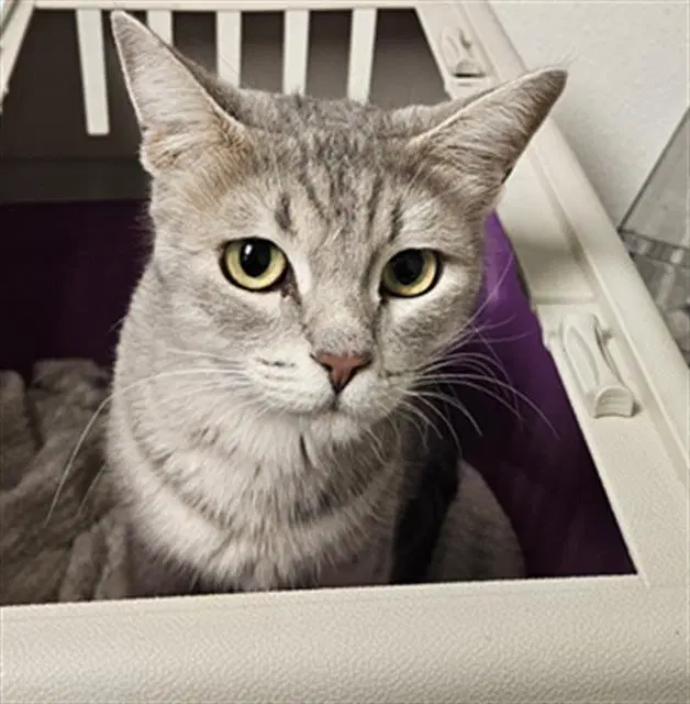 Unknown - Domestic Short Hair