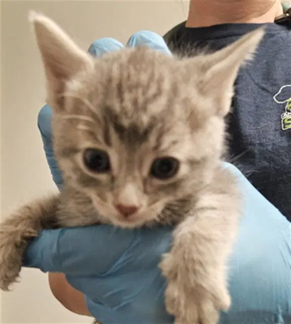 Pink - Domestic Short Hair